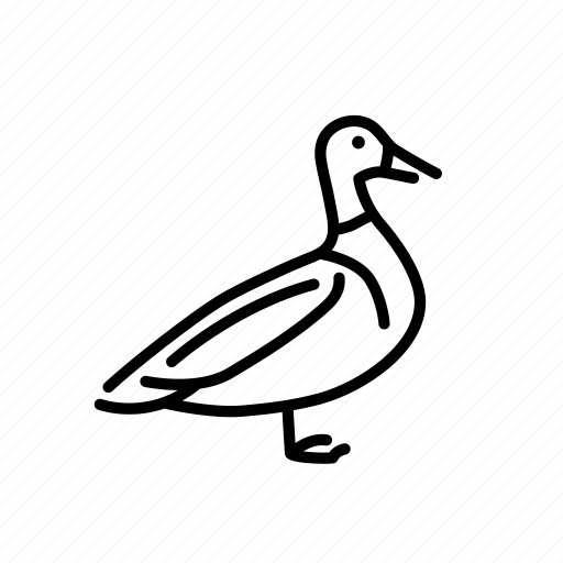 Aquatic bird, bird, duck, duckling, fauna, mallard icon - Download on Iconfinder