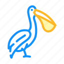 pelican, bird, flying, eggs, nest, toucan