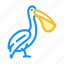 pelican, bird, flying, eggs, nest, toucan 