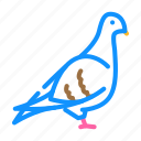 pigeon, bird, flying, eggs, nest, toucan
