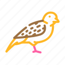 sparrow, bird, flying, eggs, nest, toucan