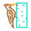 woodpecker, bird, flying, eggs, nest, toucan 
