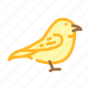 wren, bird, flying, eggs, nest, toucan