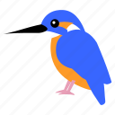 bird, kingfisher