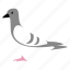bird, pigeon 