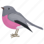 bird, colorful bird, petroica rodinogaster, pink robin, tasmania bird 