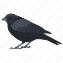 bird, blackbird, carrion crow, corvus, crow