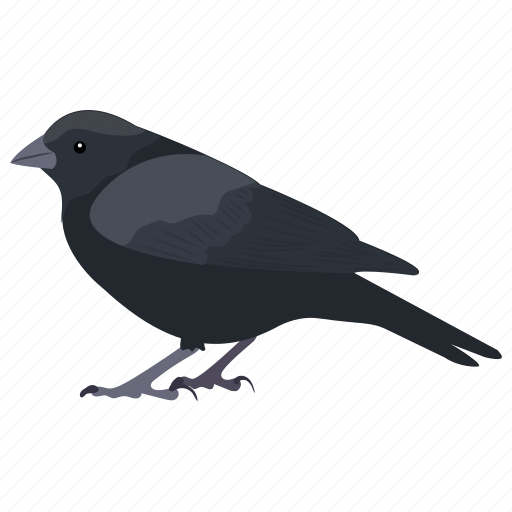 Bird, blackbird, carrion crow, corvus, crow icon - Download on Iconfinder