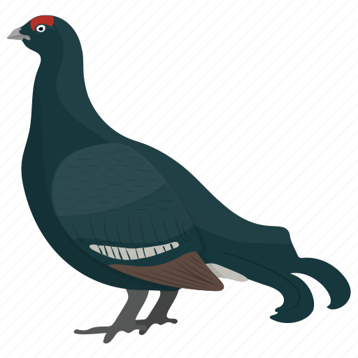 Aquatic bird, bird, cormorant, phalacrocoracidae, seabird icon - Download on Iconfinder