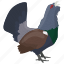 capercaillie, heather cock, tetrao urogallus, western capercaillie, wood grouse 