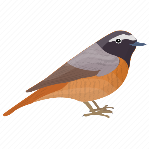 American robin, bird, european robin, robin, songbird icon - Download on Iconfinder