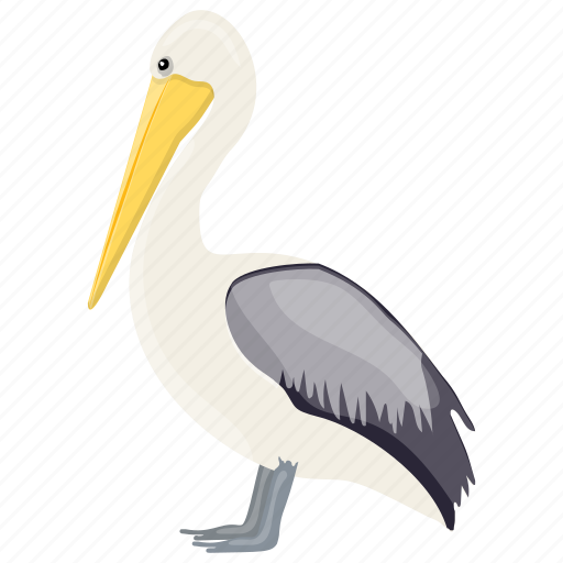 Australian pelicans, bird, large bird, pelicans, water bird icon - Download on Iconfinder