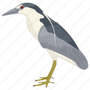 bird, gull, laridae, seabird, seagull