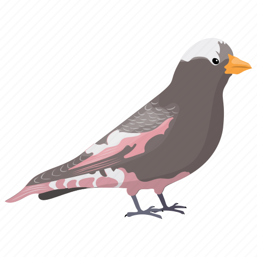 Bird, black rosy-finch, colorful bird, nature, wildlife icon - Download on Iconfinder