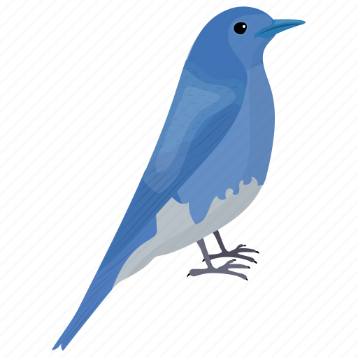 Aphelocoma wollweberi, bird, mexican jay, small bird, wildlife icon - Download on Iconfinder