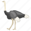 bird, common ostrich, domesticated bird, flightless bird, ostrich 