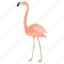 african animal, bird, flamingo, phoenicopteridae, wading bird 