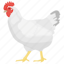 bird, chicken, domestic animal, domesticated fowl, hen 