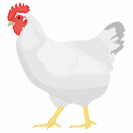 Bird, chicken, domestic animal, domesticated fowl, hen icon - Download on Iconfinder