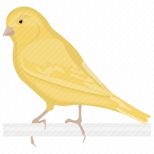 Australian plainhead, bird, canary, domestic canary, songbird icon - Download on Iconfinder