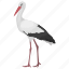 crane, gruidae, long-legged bird, stork, wading bird 