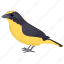 bird, reinita tropical, setophaga pitiayumi, tropical parula, yellow passerine 