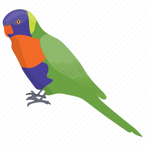 Colorful parrot, crimson-bellied conure, crimson-bellied parakeet, parrot, pyrrhura perlata icon - Download on Iconfinder