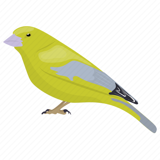 Bird, pet bird, small bird, songbird, vermivora celata icon - Download on Iconfinder