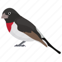 bird, cardinalidae, granatellus sallaei, grey-throated chat, wild bird