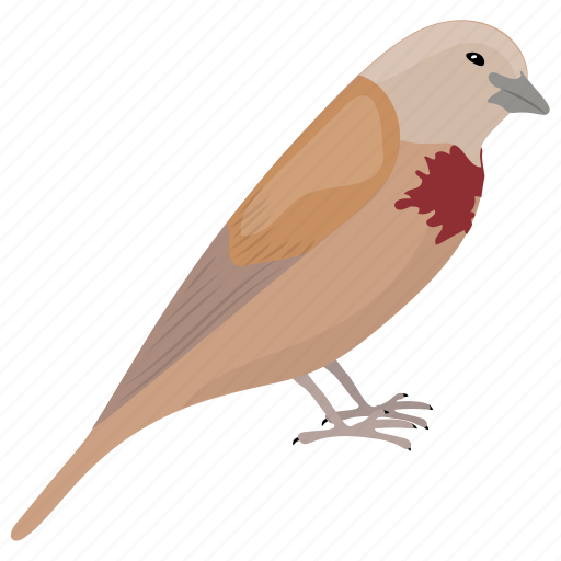 Bird, bleeding-heart bird, bleeding-heart pigeon, dove, mindanao bleeding-heart icon - Download on Iconfinder