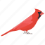 bird, common cardinal, northern cardinal, red cardinal, redbird 