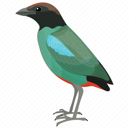 Bird, colorful bird, fairy pitta, passerine bird, pitta nympha icon - Download on Iconfinder
