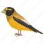 american bird, american goldfinch, finch family, male bird, spinus tristis 
