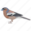 bird, chaffinch, common chaffinch, fringilla coelebs, male chaffinch 