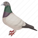 bird, columbidae, dove, peace bird, pigeon