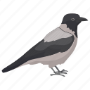 african bird, bird, corvus albus, crow, pied crow