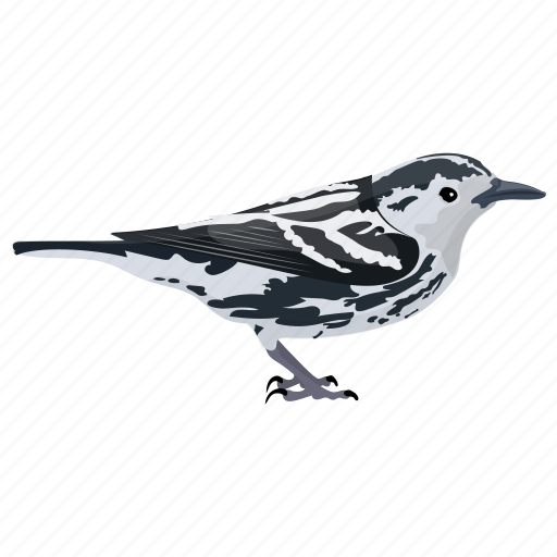 Bird, black-and-white warbler, mniotilta varia, songbird, warbler mniotilta icon - Download on Iconfinder