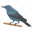 bird, blaumerle, blue thrush, male solitarius, monticola solitarius 