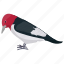 bird, melanerpes erythrocephalus, red-headed bird, woodpecker 