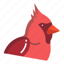 cardinal 