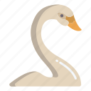 swan 