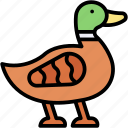 duck, goose, ducks, duckling, birds, animals