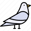 dove, peace, bird, pigeon, animal, wings
