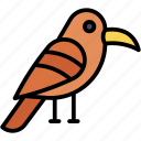 hornbill, ornithology, zoo, bird, animals, animal