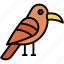 hornbill, ornithology, zoo, bird, animals, animal 
