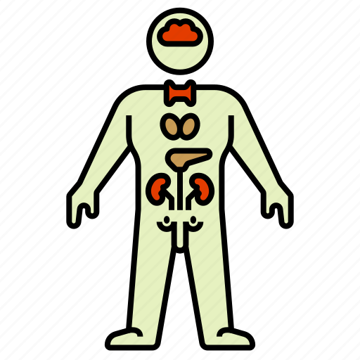 Anatomy, body, endocrine system, hormones, male, man, person icon - Download on Iconfinder