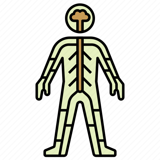 Anatomy, body, human, nervous system icon - Download on Iconfinder
