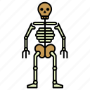anatomy, body, human, person, skeleton