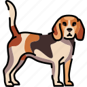 beagle, dog, breed