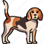 beagle, dog, breed 